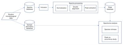 Insights Into Subspecies Discrimination Potentiality From Bacteria MALDI-TOF Mass Spectra by Using Data Mining and Diversity Studies